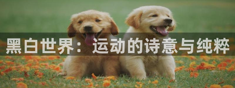意昂4体育凯捷平台招商：黑白世界：运动的诗意与纯粹